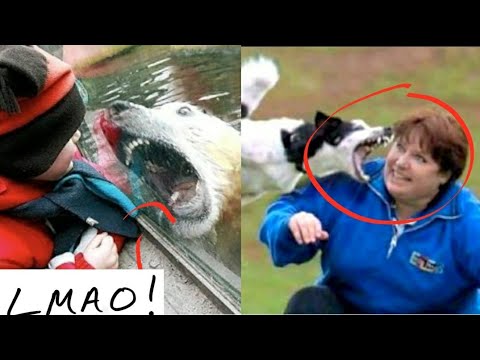 BEST UNEXPECTED Animals ATTACKS ON Humans / 2020
