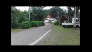 Running of LUNE and grandchildren.   Leonberger in Japan.