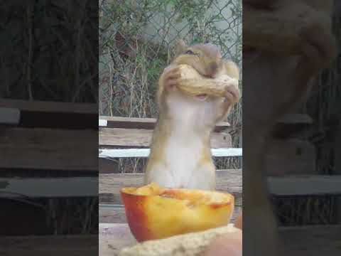 How To Tame A Wild Beast#shorts