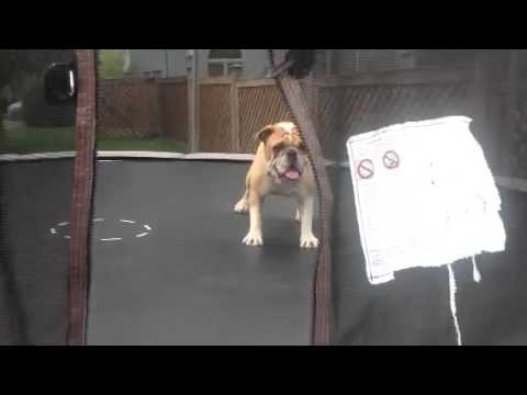 A Dog and His Trampolin