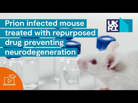 Prion Disease | Infected Mouse Treated with Repurposed Drug Preventing Neurodegeneration