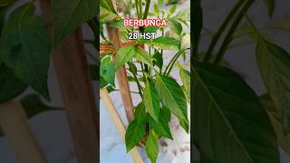 Download lagu Cabe rawit Pelita 8 F1 mulai Berbunga , 28 HST #caberawit #cabecaplak #petanikreatif mp3