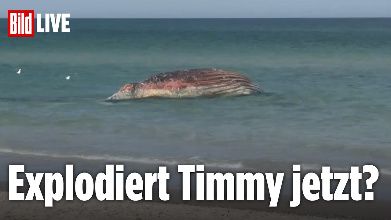 🔴 WAL TIMMY: Droht er JETZT zu explodieren? LIVE von der Küste Dänemarks