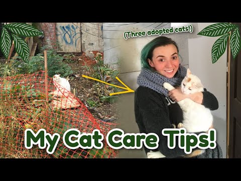 My Cat Care Tips! (With Three Adopted Feral Cats!)