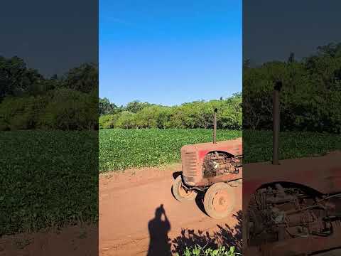 massy Harris 745  Carmen del Parana.