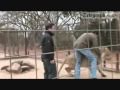 Top 10 Lion attacks on human (by odissey505.