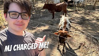 THIS IS WHY I DON'T GO IN THE PASTURE!