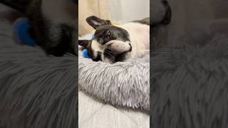 爆睡するフレブル