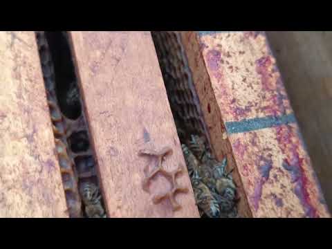 Pčele u klupku-kada i koliko se mogu kretati