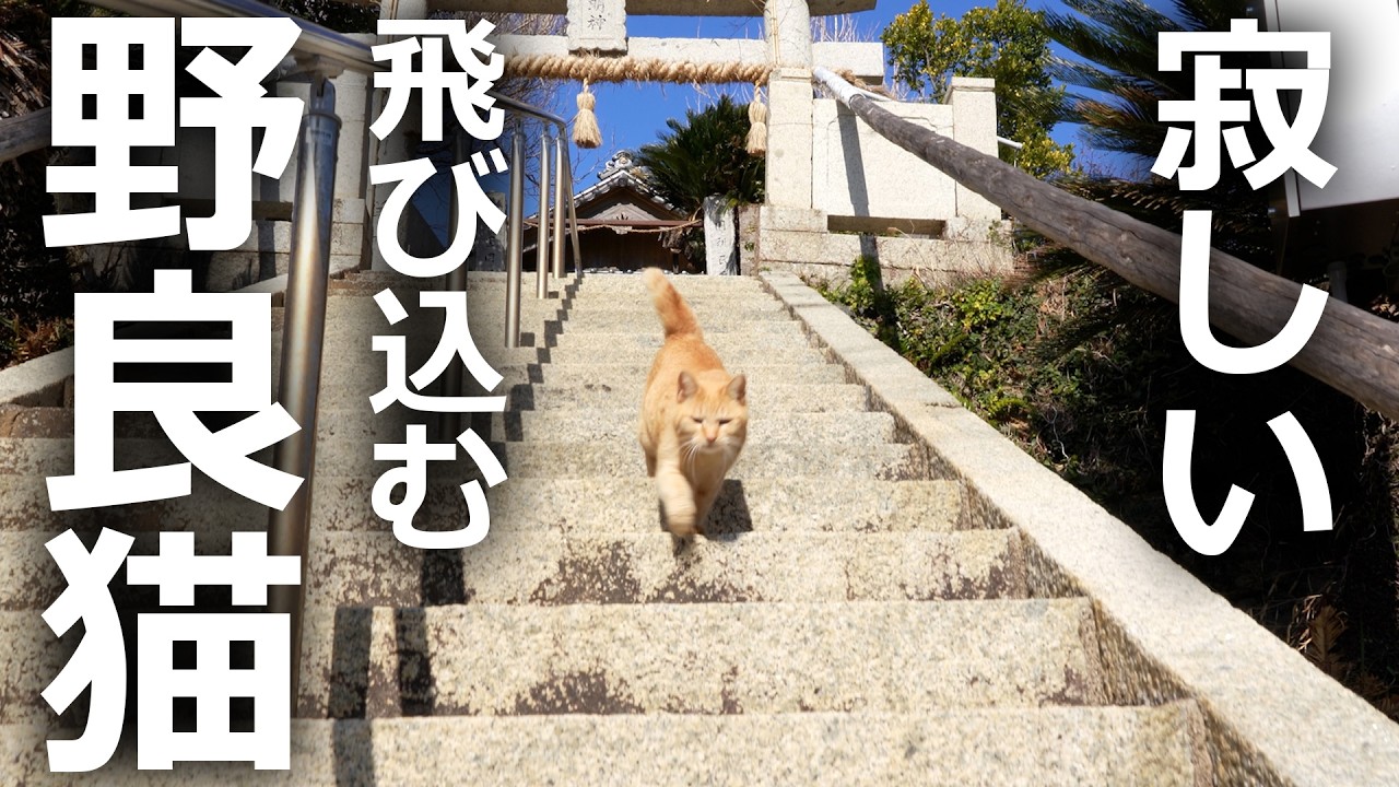 【寂しがり屋の野良猫】逃げても逃げても付いて来る茶トラ猫