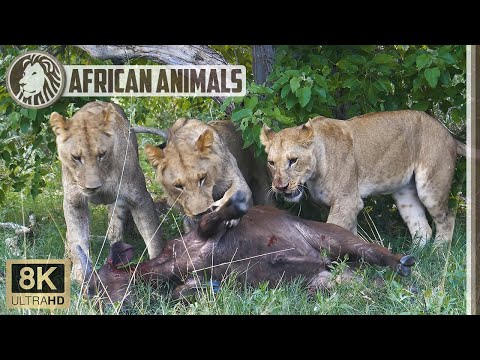 🐅 8K Young lions killing a buffalo in Kruger National Park