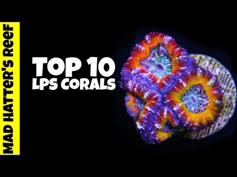 Top 10 LPS Corals