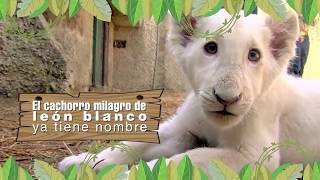 XONOTLI LEÓN BLANCO EN TLAXCALA