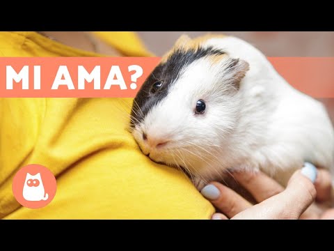 How to Get Your Guinea Pig to Trust You? 🐹
