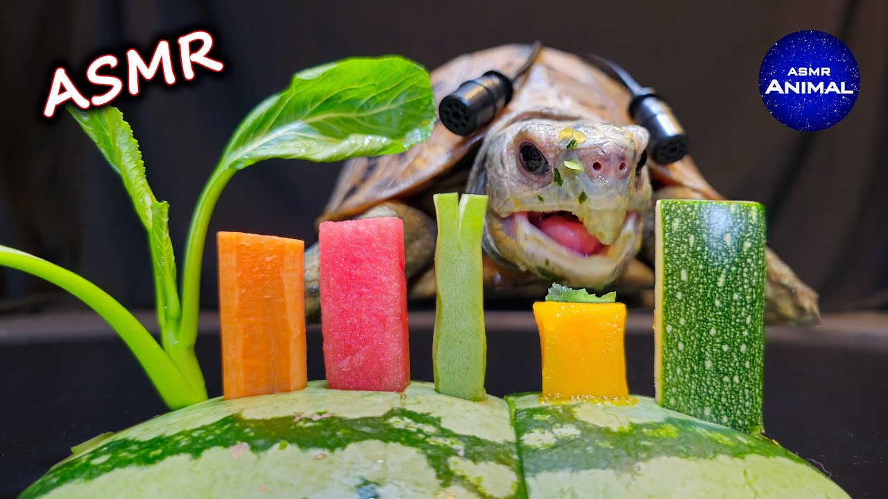 ASMR Mukbang Eating Food 🐢 Turtle Tortoise 162