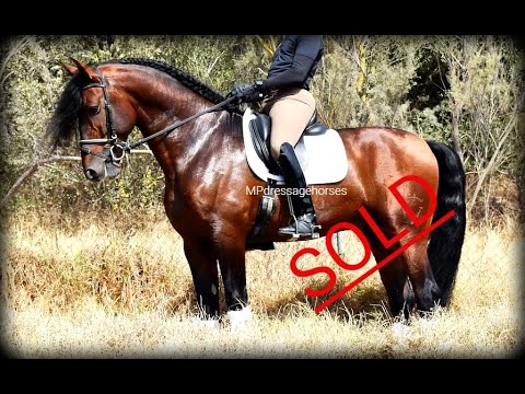 *SOLD* Andalusian PRE Stallion 2015 - 1,75 m | #MP331