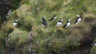 preview picture of video 'puffins on westray, scotland (3)'