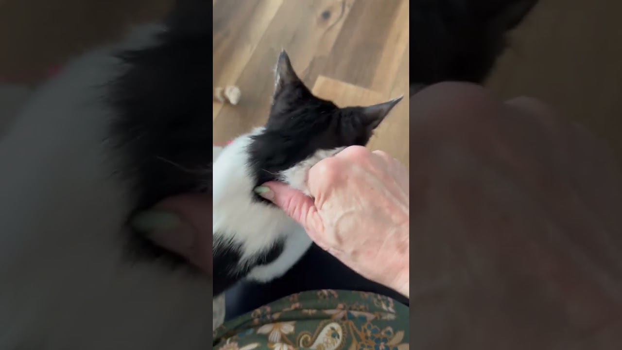 Enlarge COOPER, a ADOPTABLE Domestic Short Hair in Gurnee, IL video 2/2