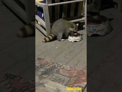 I EAT DRY CAT FOOD!  #raccoon #shorts