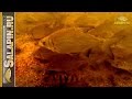 Как работает отводной поводок на течении (подводное видео) [salapinru] 