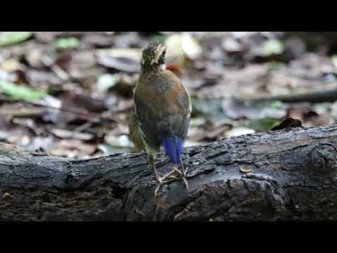Pita pásikavá (Hydrornis guajanus) — biotop a pohyb