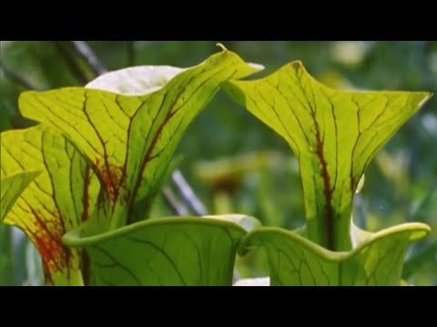 Exploring the Venus Flytrap with Attenborough | BBC Earth