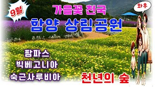 💘😍❤️가을꽃 천국/ 꽃들의 향연/함양 상림공원/천년의 숲 산책/함양여행/Autumn Flower Festival Hamyang Sanglim Park Flower Garden🎇
