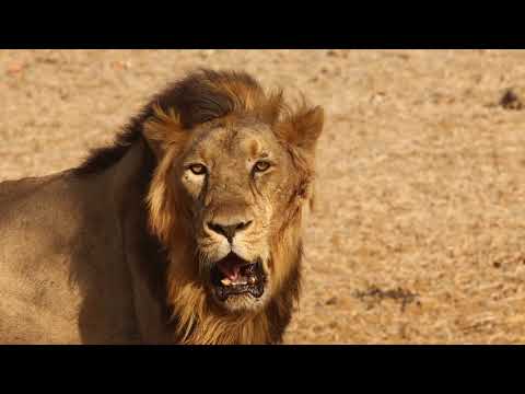 Lions Morning | lion roar | Angry lion
