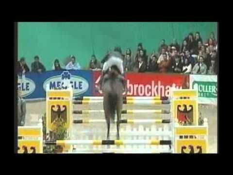 Numero Uno - Elite Stallions