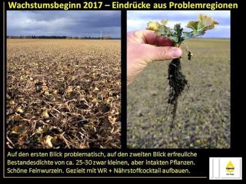 Problemschläge im Raps beurteilen
