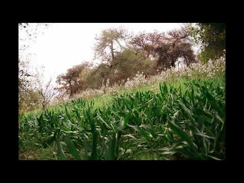 Manos Loizos for Classical Guitar(Arranged and performed by George Rigas)