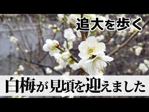 情報学科 追大を歩く3_白梅が見頃を迎えました（追手門学院大学）