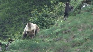 Un oso pardo ataca a un hombre en Cantabria
