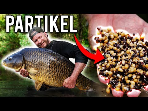 So benutzt man Partikel zum Angeln! (Mais, Hanf, Tigernüsse und co)