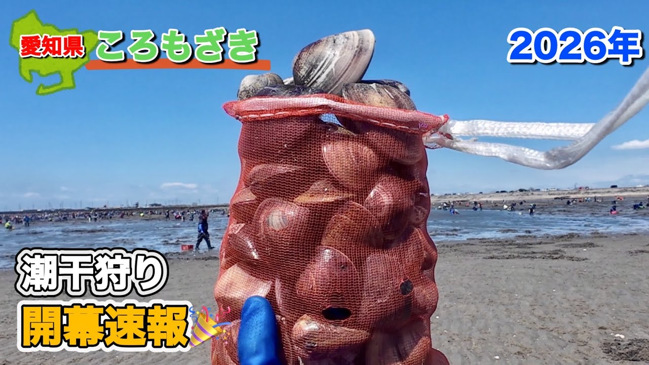 大型ハマグリの居場所と掘り方を紹介します。【衣崎潮干狩り場】