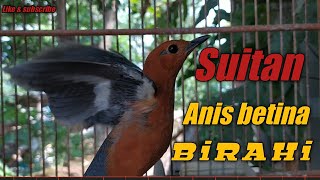 Download lagu Suitan Anis betina mp3