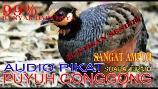 Download lagu Audio Pikat Puyuh Gonggong Atau Puyuh Hutan Ampuhhhhhhhhhh mp3