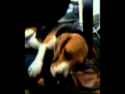 Hafiza Zackhary of Zwecks