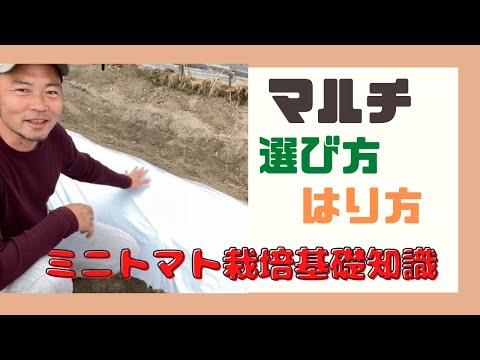 トマトを藁でマルチングする