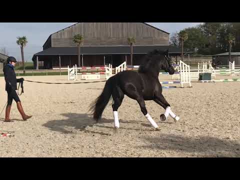 3yo Mare Floriscount x Furst Heinrich