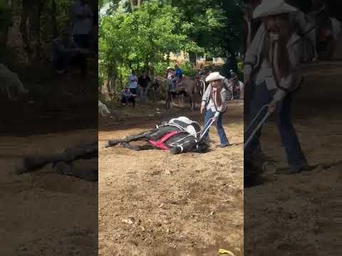 San francisco javier usulutan te epera aver el show de caballos de alta escuela