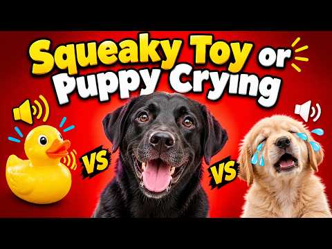 Squeaky Toy Sounds or Puppy Crying? 🐶🔊 Test Your Dog!