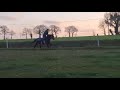 AQPS Mâle 2 ans
