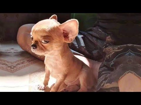 La réaction d'un chien - drôle de réaction d'un chien