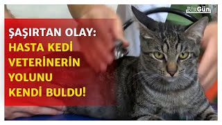 Bursa'da şaşırtan olay: Hasta kedi hayvan hastanesinin yolunu kendi bu