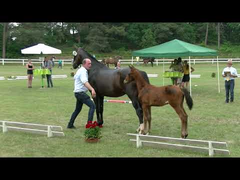 Fohlenschau Sandbostel 2021 Dressur, Nr.22, Stute v. Vivino - Wolkenstein II - Pik L