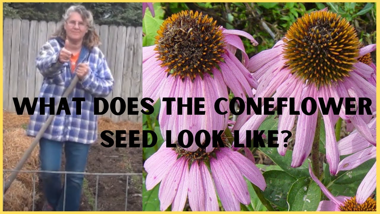 What does the seed of a coneflower look like? EN General
