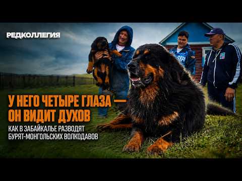 «Такие собаки были у Чингисхана»: зачем в забайкальской степи держат огромных волкодавов