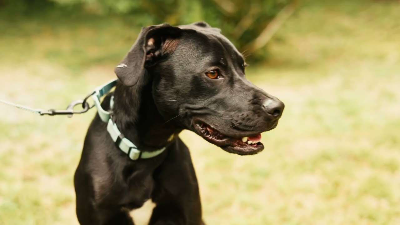 Enlarge Faith- Transport, a Adoptable mixed breed in Washington, PA video 6/6