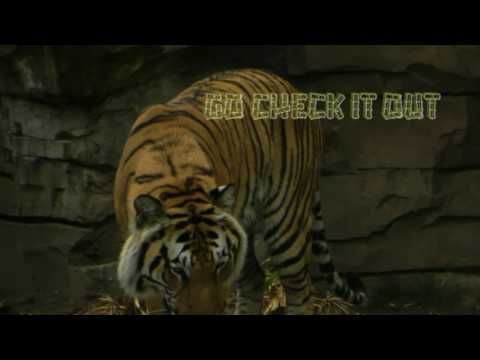 March 17th Power Trading Hour with David White on TFNN   2017